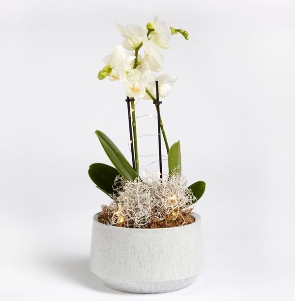 Orchid Arrangement