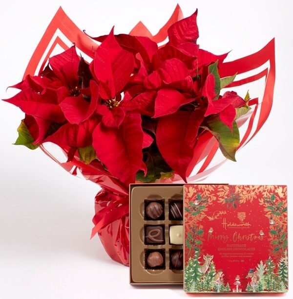 Poinsettia Gift Set with Holdsworth Chocolates