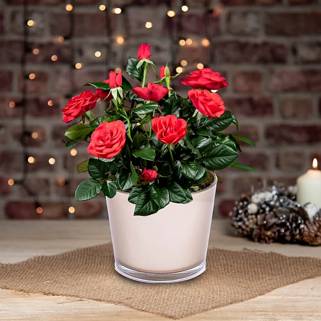 Christmas Red Rose Plant
