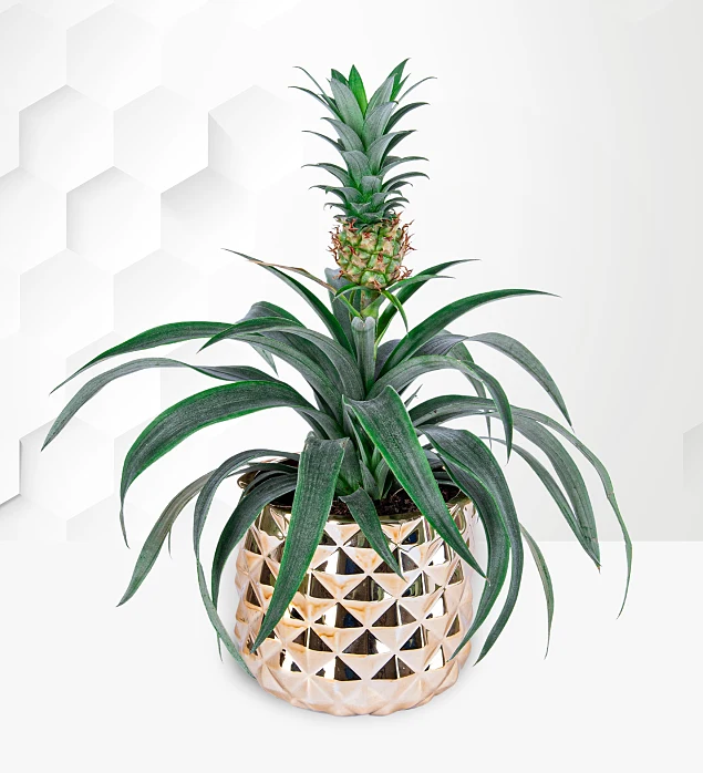 Golden Pineapple Plant