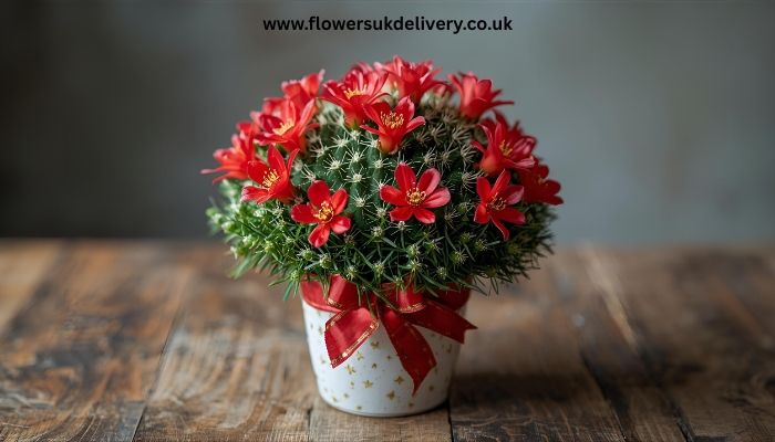 Christmas flowers and plants UK delivery including festive Christmas cactus Placement: After this subsection