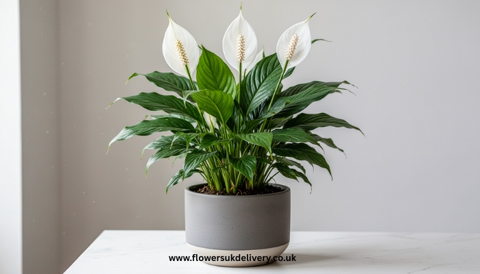 Peace Lily plant gift for Mom.