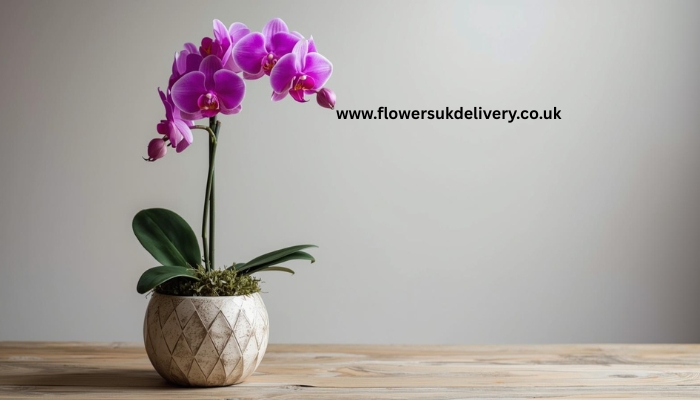 Valentine's Day flowers UK orchid meaning beauty strength romantic gift