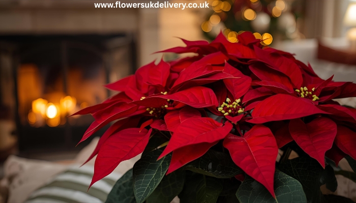 Order Christmas wine pairing elegant white Christmas roses amaryllis festive centerpiece