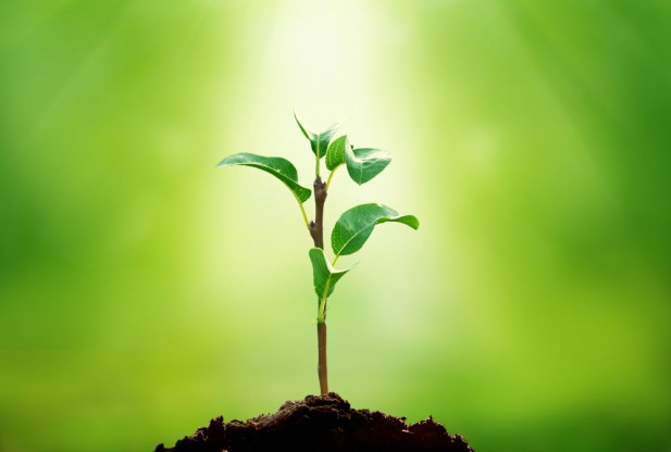 Plants