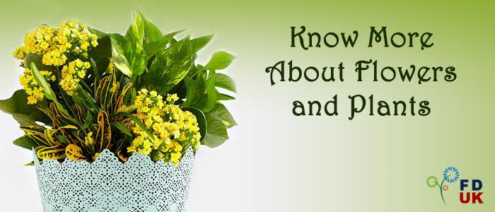 Flowers and Plants Information