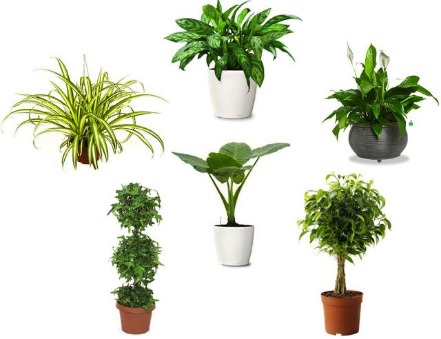 Other Plants