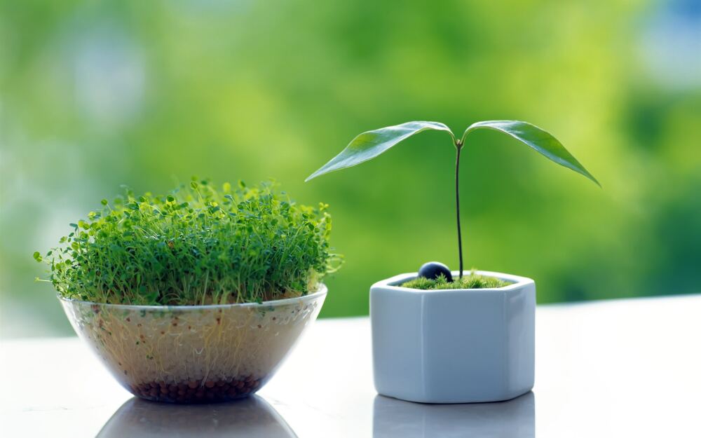 Plant