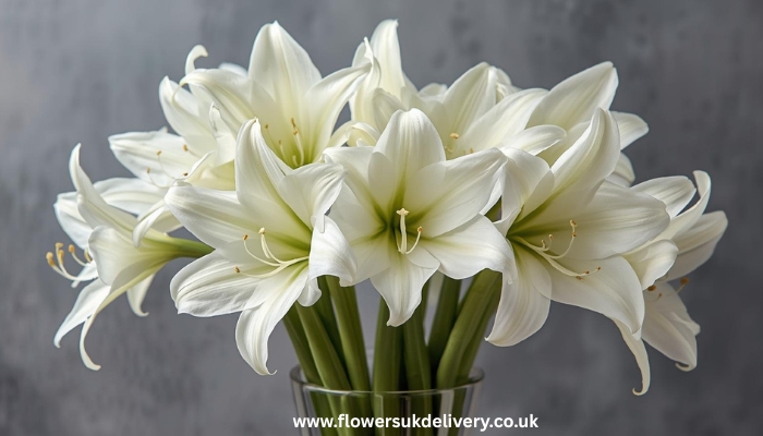 Christmas flowers gift delivery white amaryllis UK