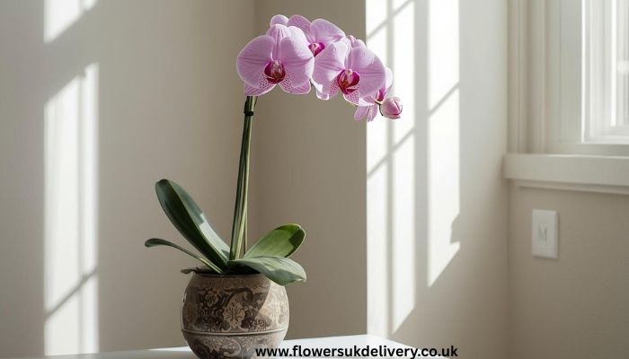 Unique Mother's Day Plants orchid gift UK